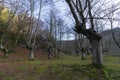 beeches in the gorbea in the mountains of vizcaya Royalty Free Stock Photo