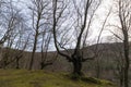 beeches in the gorbea in the mountains of vizcaya Royalty Free Stock Photo