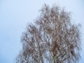 Bare birch branches against the blue sky Royalty Free Stock Photo