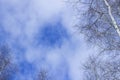 Bare birch branches on a background of blue sky with clouds