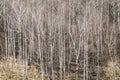 Bare birch grove in forest on sunny March day