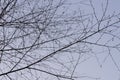 Bare birch tree branches on blue sky selective focus Royalty Free Stock Photo