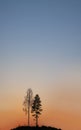 bare birch tree and pine tree on small hill