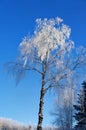 Bare birch tree with rime frost Royalty Free Stock Photo