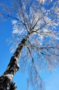 Bare birch tree with rime frost Royalty Free Stock Photo