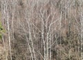Bare birch trees in forest on sunny March day