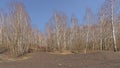 Bare birch trees and shrubs on on top of a spoil tip in Wallonia