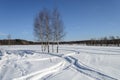 Bare birch trees in snow field on the forest edge Royalty Free Stock Photo