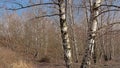 Bare birch trees on on top of a spoil tip in Wallonia