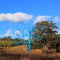 Surrealistic naked blue tree in Australian heathlands