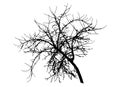 Bare branch apple tree silhouette, vector illustration Royalty Free Stock Photo