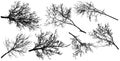 Bare branch of deciduous tree, set of silhouette. Vector illustration Royalty Free Stock Photo