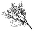 Bare branch of deciduous tree, silhouette. Vector illustration Royalty Free Stock Photo