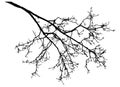 Bare branch of rowan tree silhouette. Vector illustration Royalty Free Stock Photo