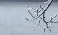 Bare branch of a tree covered with snow and ice crystals Royalty Free Stock Photo
