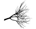 Bare branch of tree, silhouette of branch without leaves. Vector illustration