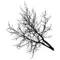 Bare branch of tree, silhouette. Vector illustration Royalty Free Stock Photo