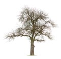 Bare branched apple tree Royalty Free Stock Photo