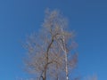 Bare branched tree crown on the background of deep blue sky