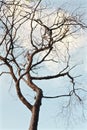 ,bare branched tree forming intricate design against light blue cloudy sky