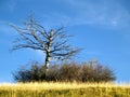 Bare branched tree in meadow Royalty Free Stock Photo