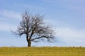 Bare-branched tree at springtime Royalty Free Stock Photo