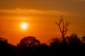 Bare-branched tree at sunset Royalty Free Stock Photo