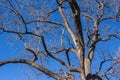 Bare branched tree top with beautiful blue sky background