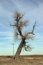 Bare branched winter tree in the middle of a brown field with a wooden electric line and a cow laying in the grass under a blue