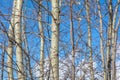 Bare branches on an aspen against a blue sky. Royalty Free Stock Photo