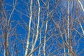 Bare branches on an aspen against a blue sky. Royalty Free Stock Photo