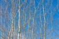 Bare branches on an aspen against a blue sky. Royalty Free Stock Photo