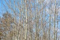 Bare branches on an aspen against a blue sky. Royalty Free Stock Photo