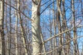 Bare branches on an aspen against a blue sky. Royalty Free Stock Photo