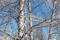 Bare branches on an aspen against a blue sky. Royalty Free Stock Photo