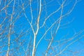 Bare branches on an aspen against a blue sky. Royalty Free Stock Photo