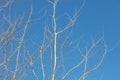 Bare branches on an aspen against a blue sky. Royalty Free Stock Photo