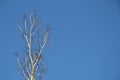 Bare branches of a birch tree Betula L. in the early spring against a clear sky. Royalty Free Stock Photo