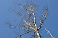 Bare branches of a birch tree Betula L. in the early spring against a clear sky. Royalty Free Stock Photo