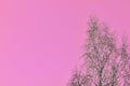 Bare branches of birches against the background of an unusual pink sky. Abstract natural background