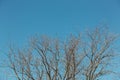 Bare Branches with Buds Against Deep Blue Springtime Sky with Brown Thrasher Bird on Top of Tree