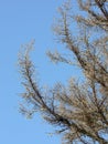 Bare branches of coniferous trees