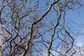 Bare branches of a curly tree on a background of blue sky with clouds. selective focus Royalty Free Stock Photo