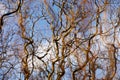 Bare branches of a curly tree on a background of blue sky with clouds. selective focus Royalty Free Stock Photo