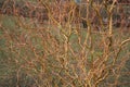 Bare branches of a curly tree. Willow background Royalty Free Stock Photo