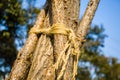 The branches of the sky Royalty Free Stock Photo