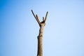 The branches of the sky Royalty Free Stock Photo