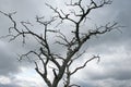 GREY BRANCHES OF DRY TREE AGAINST A CLOUDY SKY Royalty Free Stock Photo