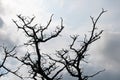 SILHOUETTE OF DEAD TREE AGAINST OVERCAST SKY Royalty Free Stock Photo