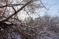 Bare branches of a deciduous tree covered with snow and ice crystals and winter sun background. Winter pattern with tree branch Royalty Free Stock Photo